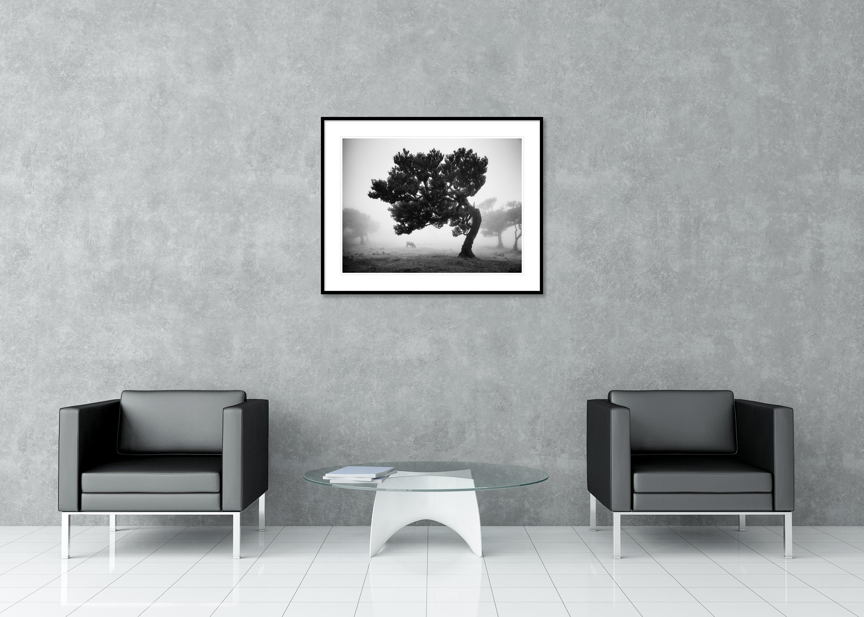 Cows on the foggy pasture, misty Morning, black and white photography, landscape For Sale 2