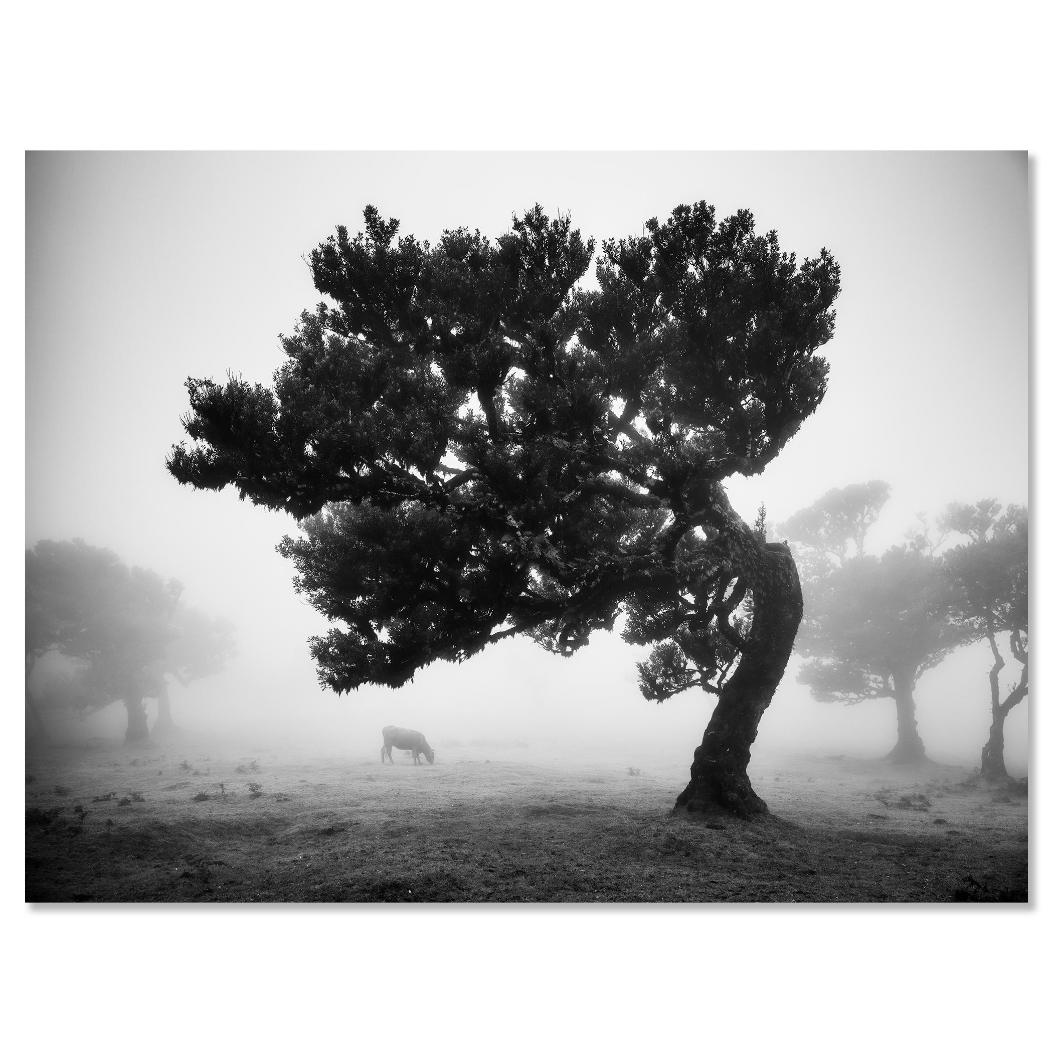 Cows on the foggy pasture, misty Morning, black and white photography, landscape For Sale 3