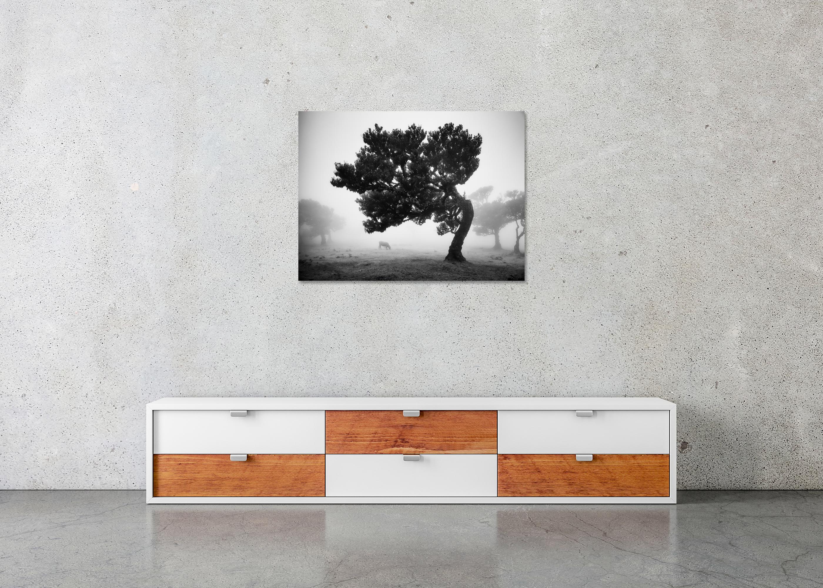 Cows on the foggy pasture, misty Morning, black and white photography, landscape For Sale 4
