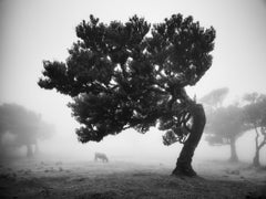 Mucche al pascolo nella nebbia, mattina nebbiosa, fotografia in bianco e nero, paesaggio