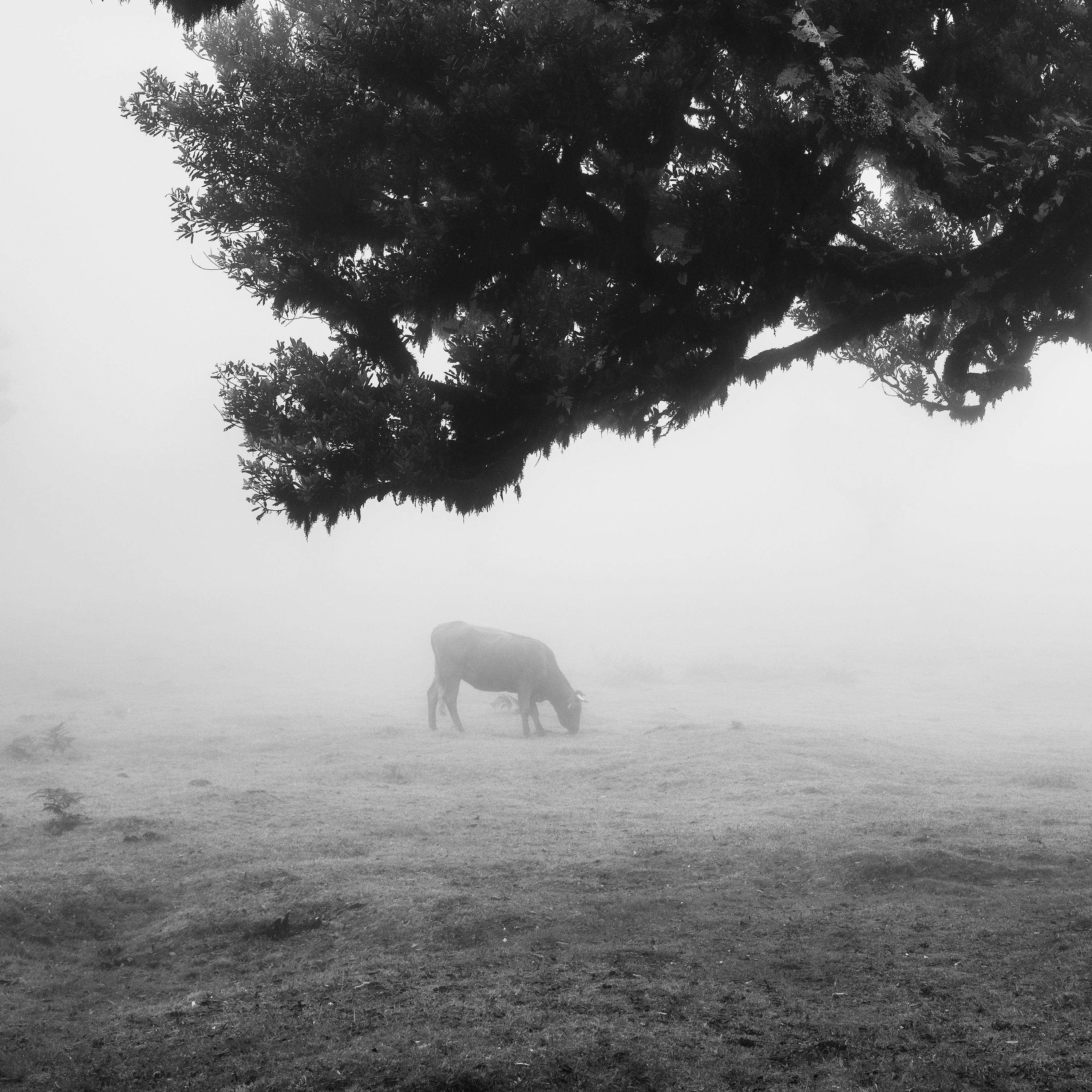 Cows on the foggy Pasture, Portugal, black and white photography, art landscape For Sale 6