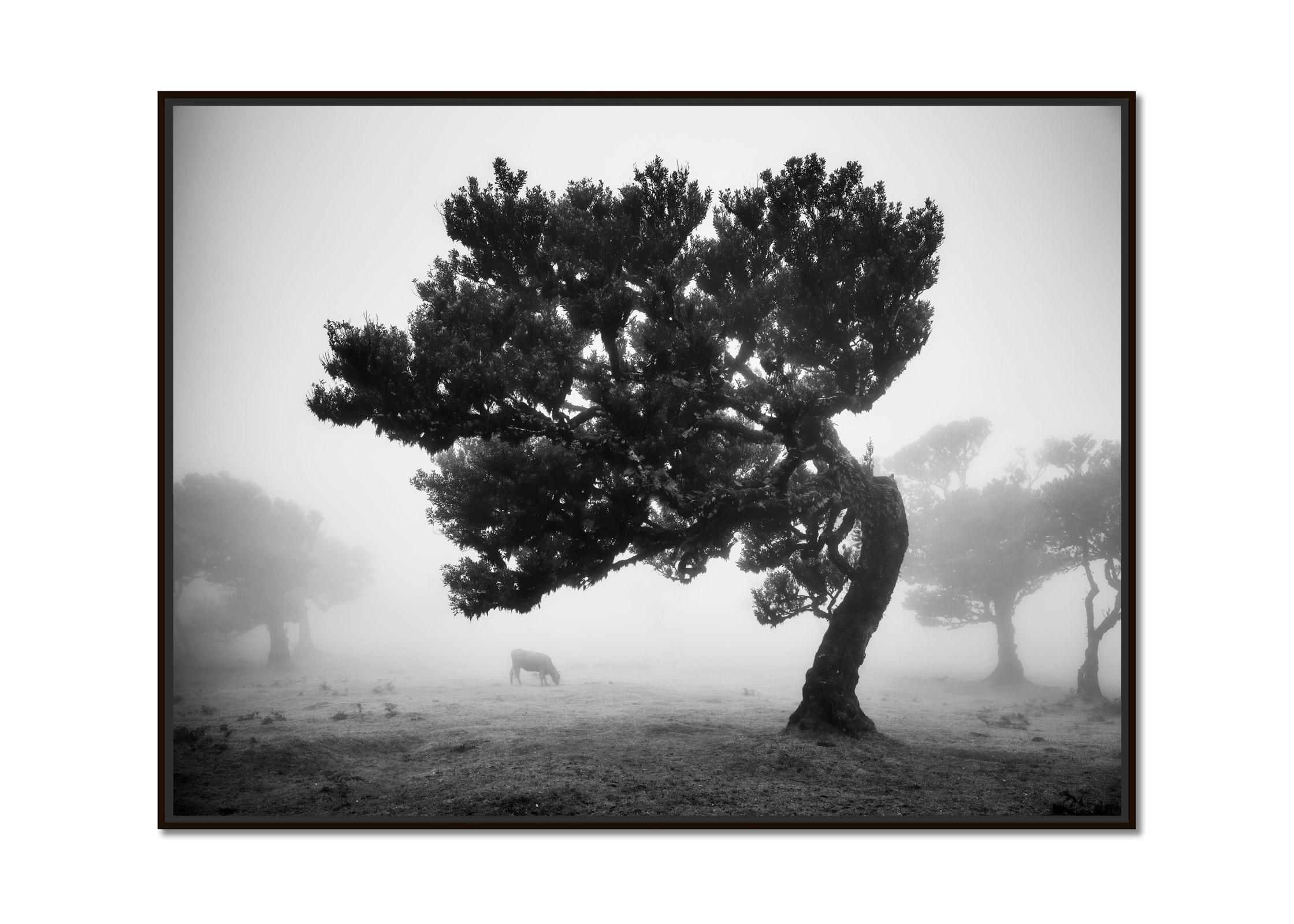 Cows on the foggy Pasture, Portugal, black and white photography, art landscape - Photograph by Gerald Berghammer