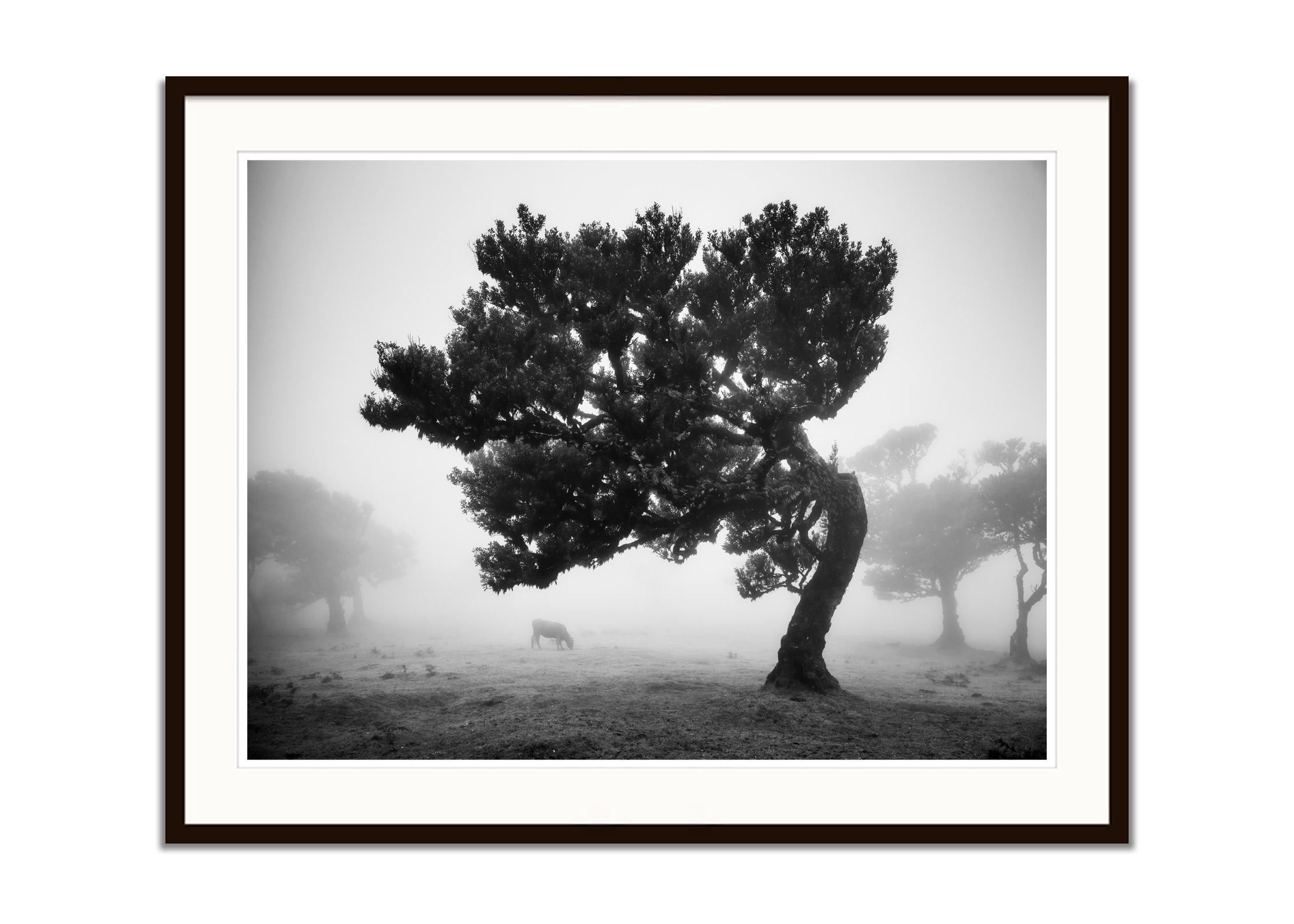 Black and white fine art landscape photography. Fairy forest of madeira in the fog with cows and crooked trees, Fanal, Portugal. Archival pigment ink print, edition of 7. Signed, titled, dated and numbered by artist. Certificate of authenticity