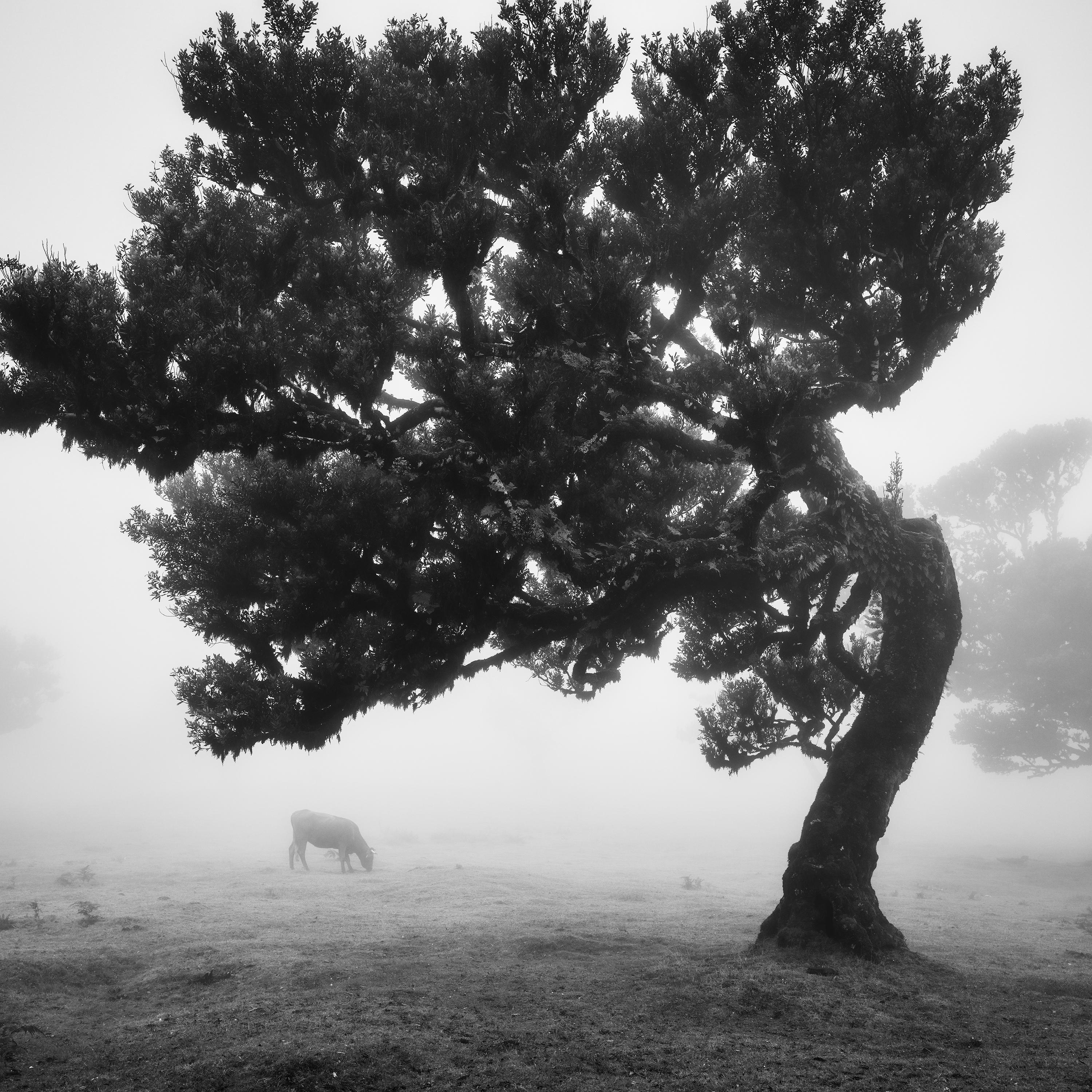 Cows on the foggy Pasture, Portugal, black and white photography, art landscape For Sale 4