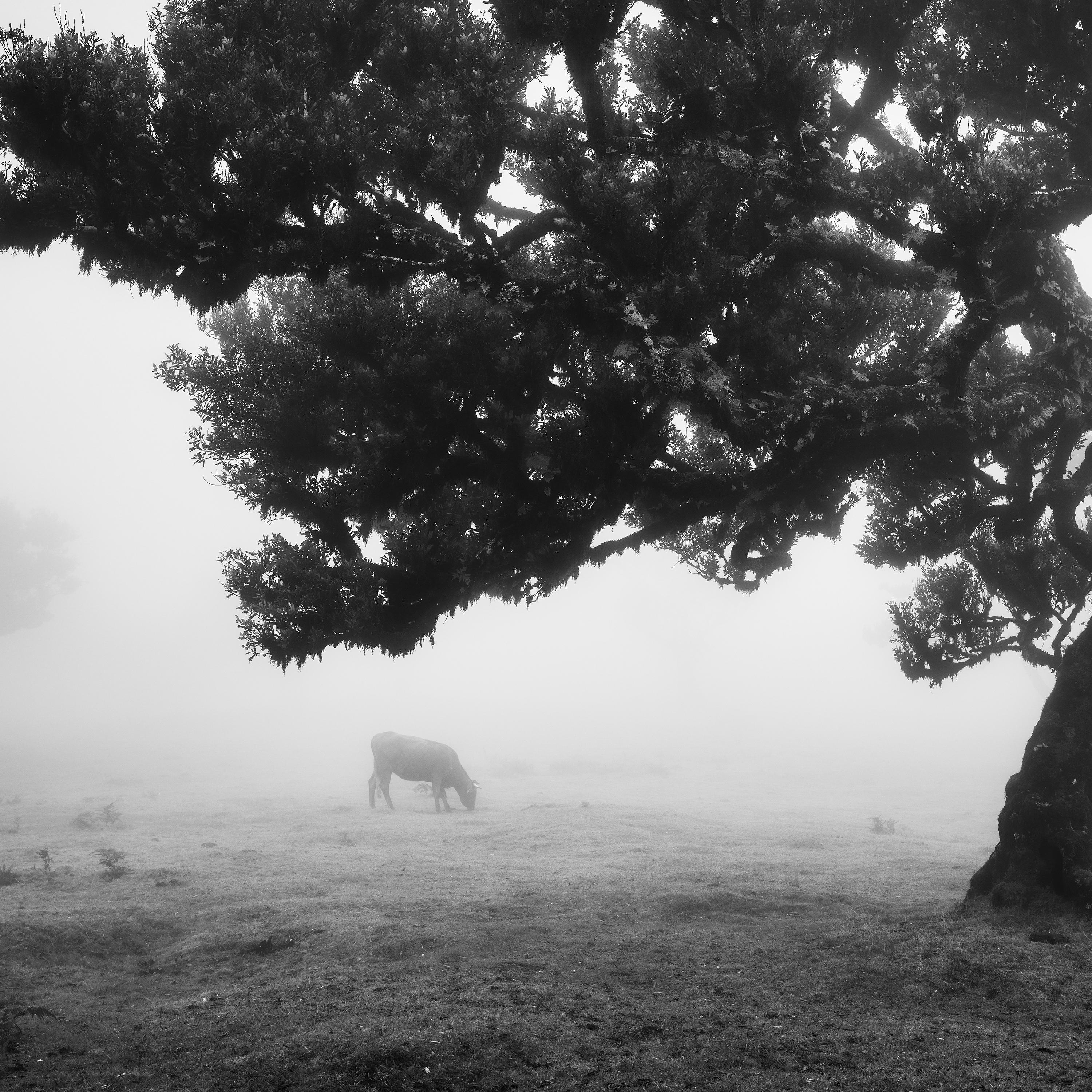 Cows on the foggy Pasture, Portugal, black and white photography, art landscape For Sale 5
