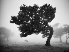 Kühe auf der nebligen Weide, neblige Morgendämmerung, Nebel, Schwarz-Weiß-Fotografie, Landschaft
