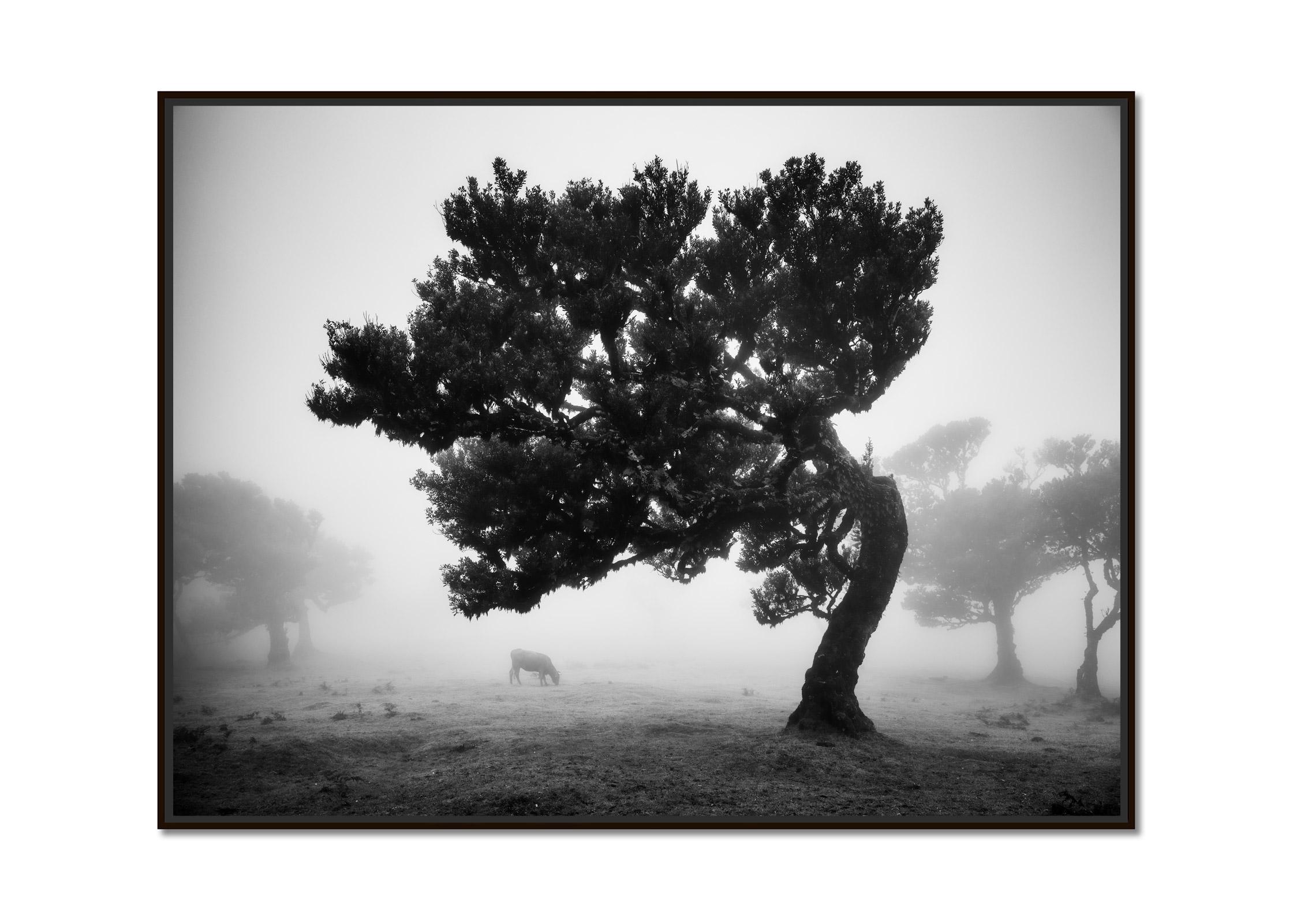 Cows on the foggy pasture, misty Morning, black and white photography, landscape - Photograph by Gerald Berghammer