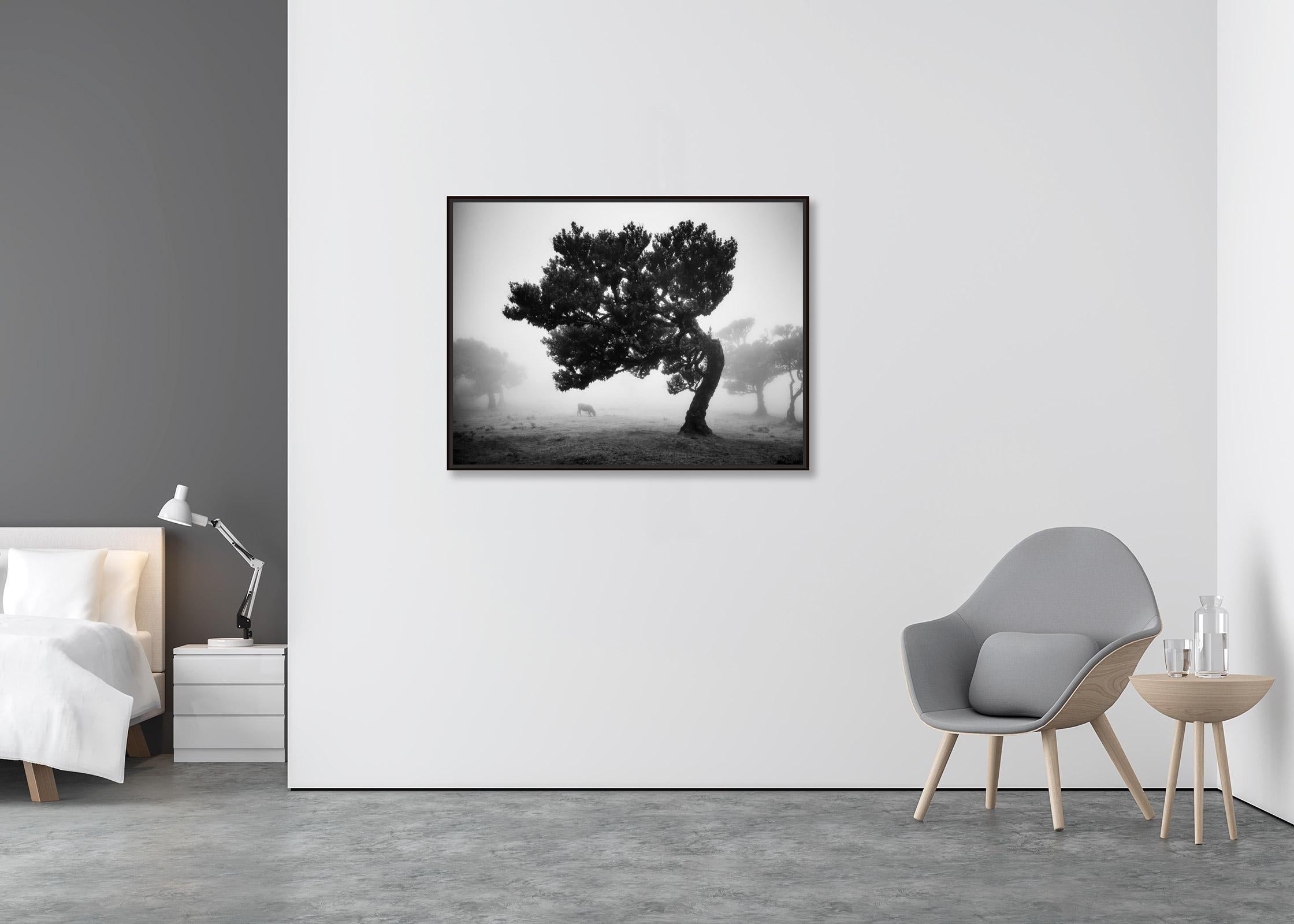 Kühe auf der nebligen Weide, neblige Morgendämmerung, Nebel, Schwarz-Weiß-Fotografie, Landschaft (Abstrakt), Photograph, von Gerald Berghammer