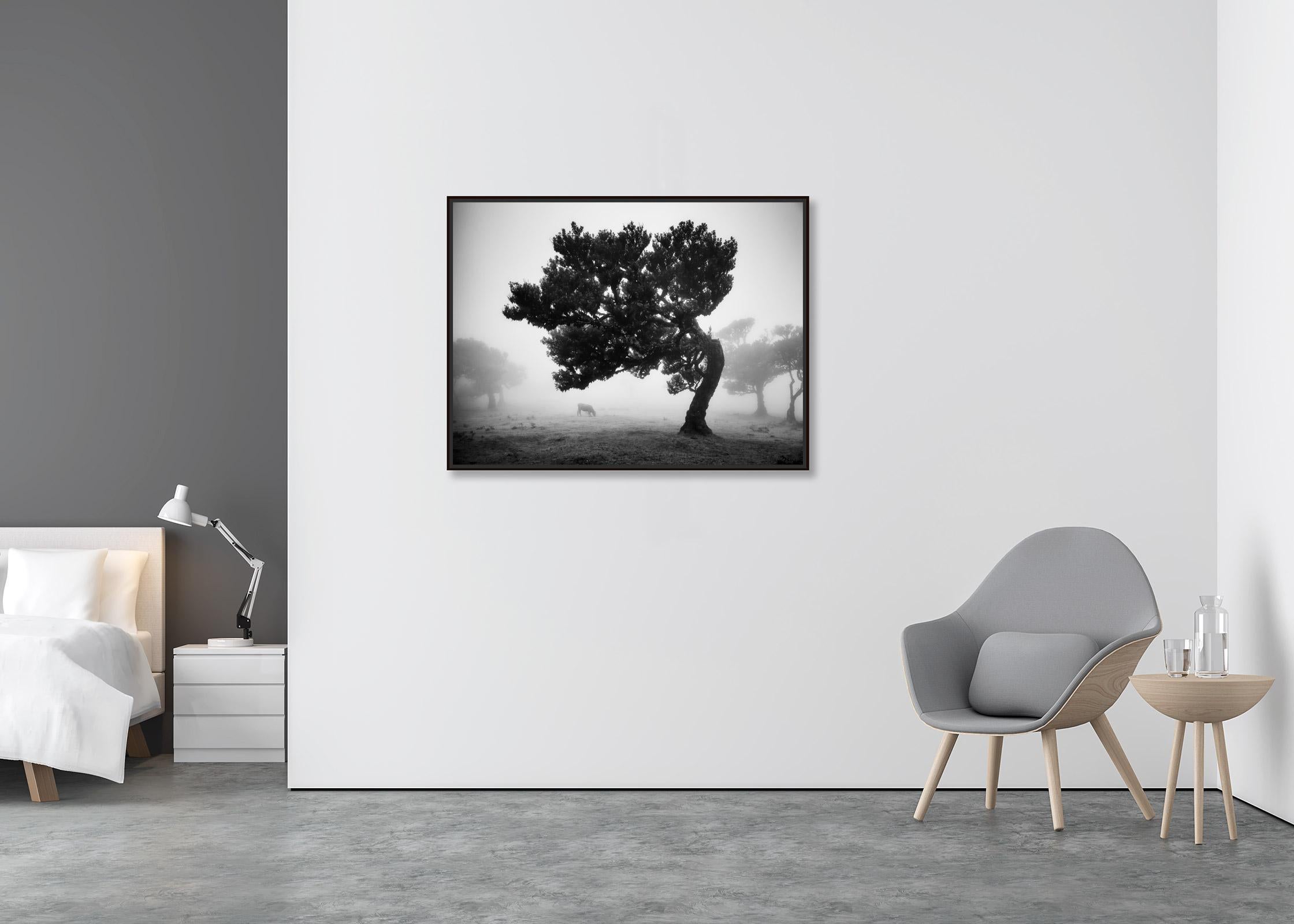 Cows on the foggy pasture, misty Morning, black and white photography, landscape - Contemporary Photograph by Gerald Berghammer