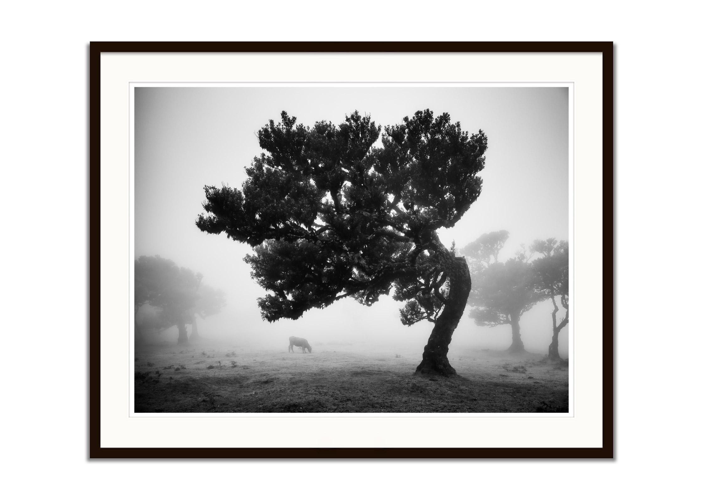 Cows on the foggy pasture, misty Morning, black and white photography, landscape - Gray Black and White Photograph by Gerald Berghammer