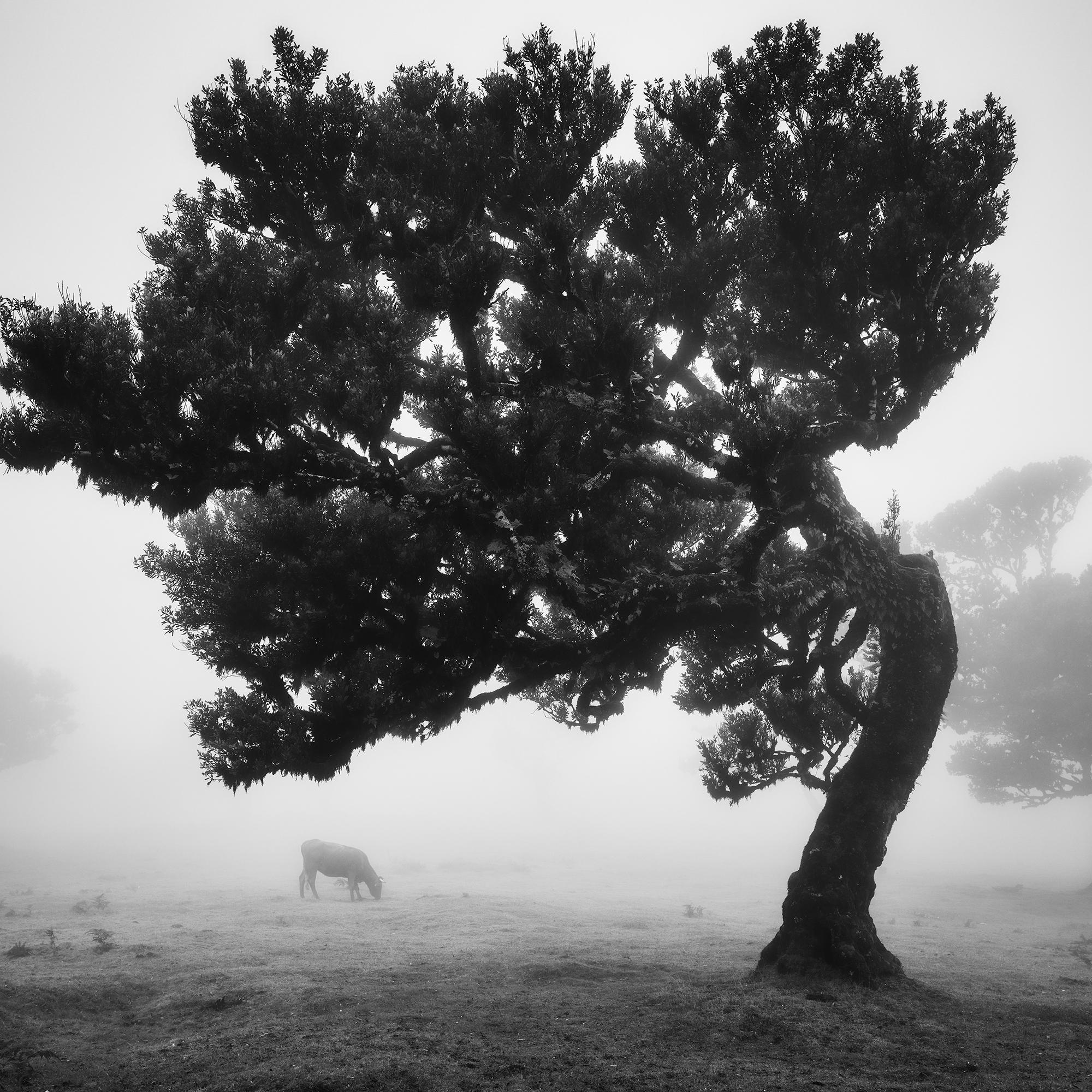 Cows on the foggy pasture, misty Morning, black and white photography, landscape For Sale 3