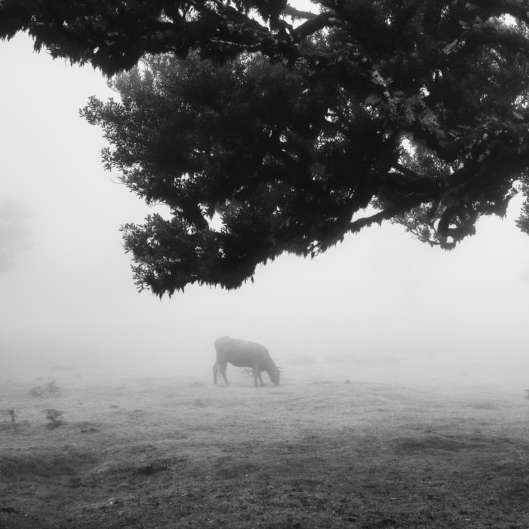 Cows on the foggy pasture Portugal black white photography fine art landscape For Sale 4