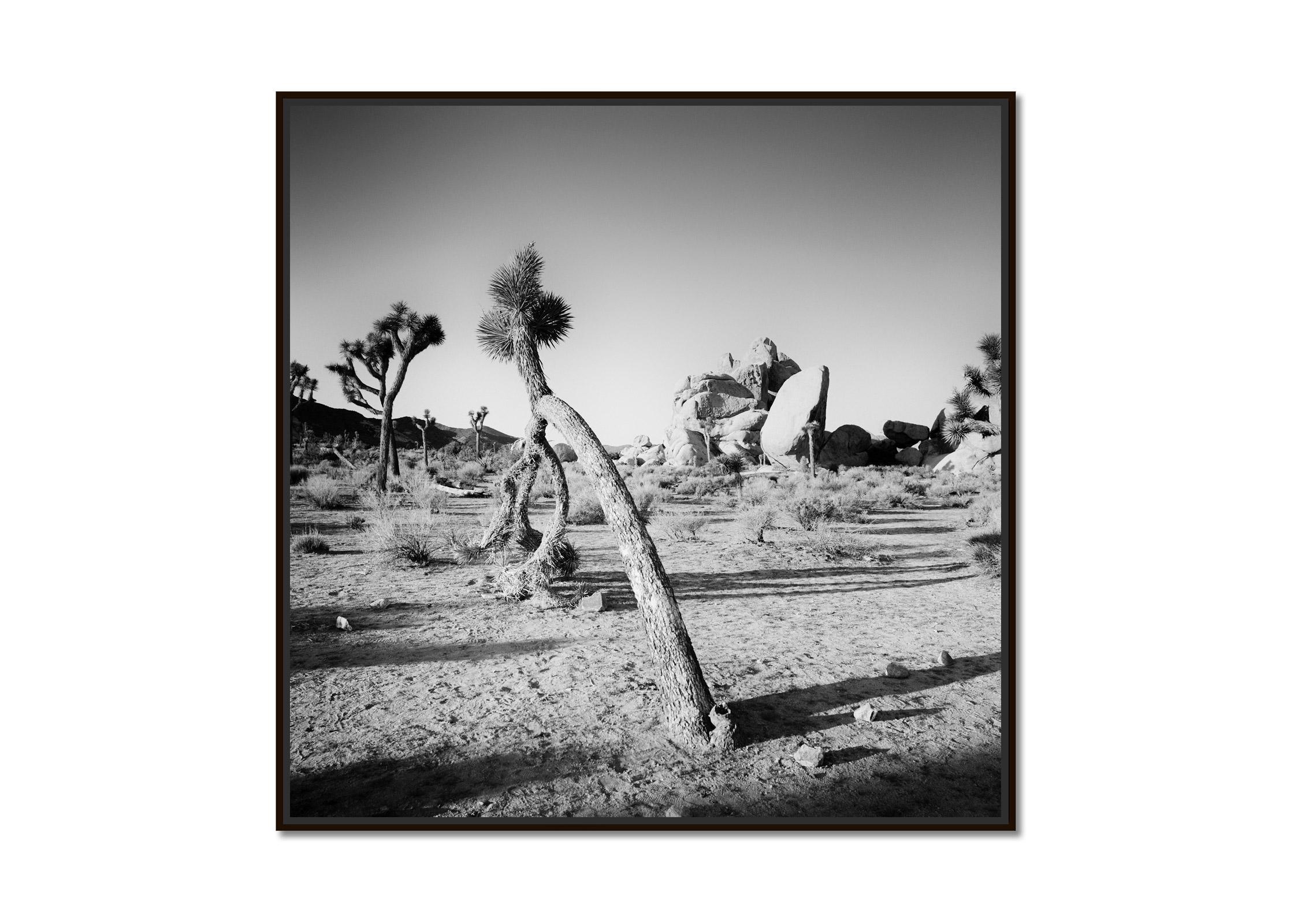 Curved Joshua Tree in Desert, California, black and white photography, landscape - Photograph by Gerald Berghammer