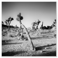 Curved Joshua Tree in Desert, California, black and white photography, landscape