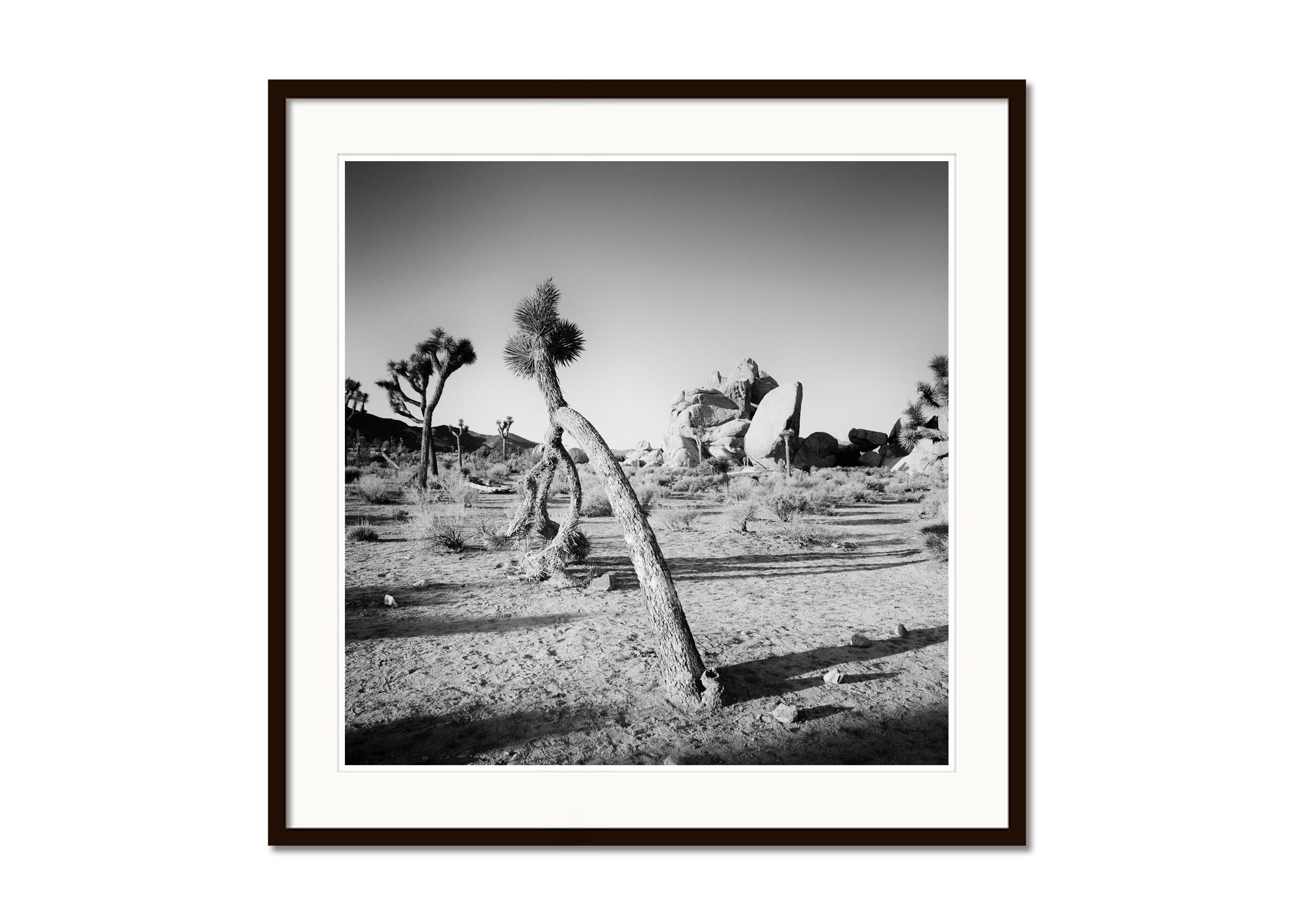 Curved Joshua Tree in Desert, California, black and white photography, landscape - Contemporary Photograph by Gerald Berghammer