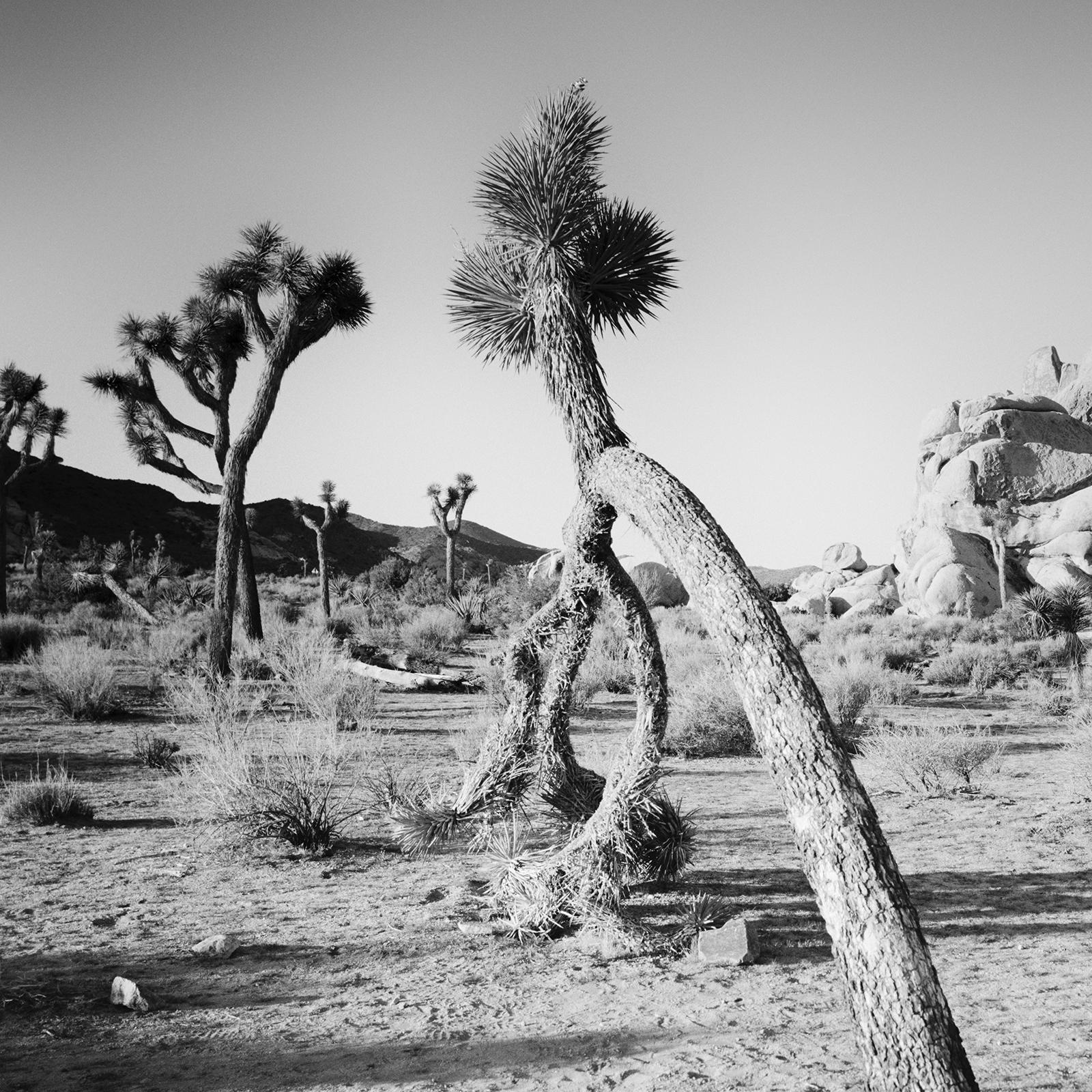 Curved Joshua Tree in Desert, California, black and white photography, landscape For Sale 2