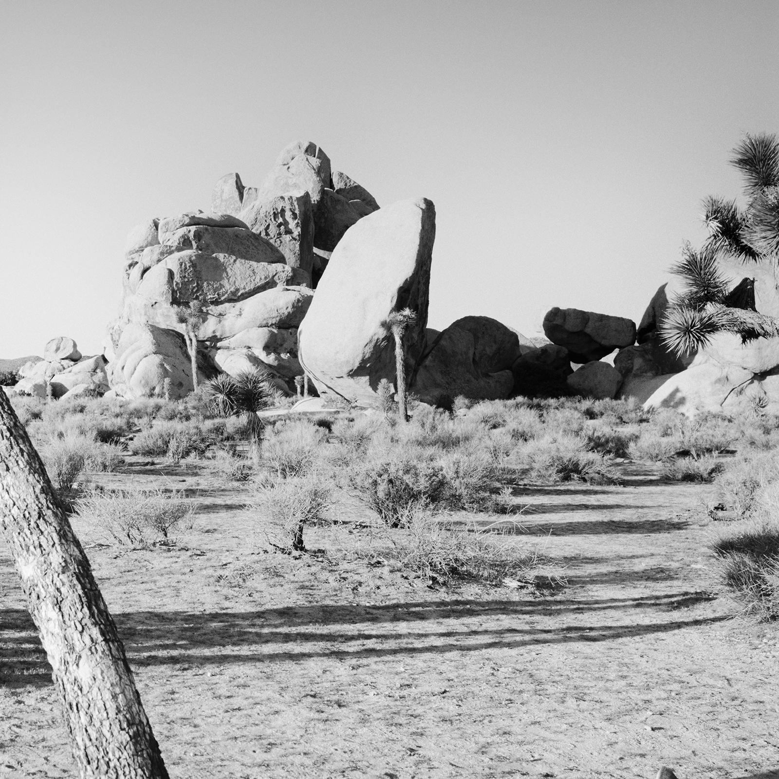 Curved Joshua Tree in Desert, California, black and white photography, landscape For Sale 3