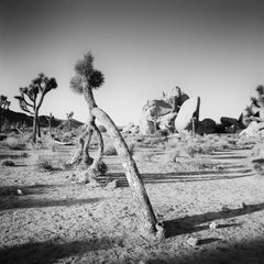 Curved Joshua Tree in Desert, California, black and white photography, landscape