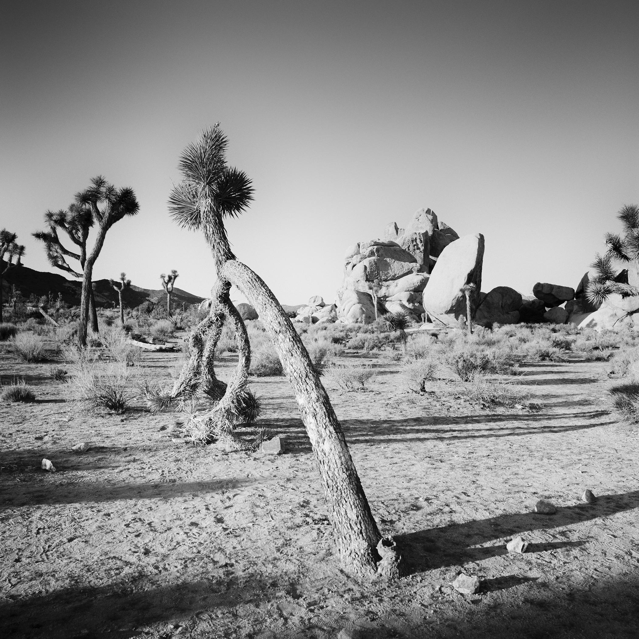 Arbre de Joshua courbé dans le désert, Californie, photographie noir et blanc, paysage