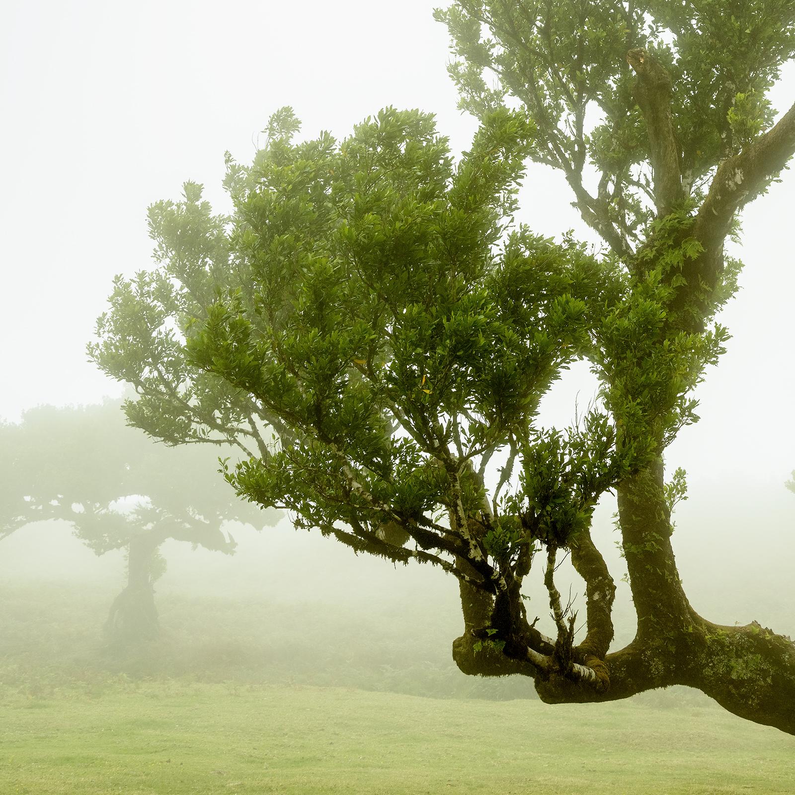 Albero di alloro curvo, fotografia a colori di grande formato, paesaggio in edizione limitata in vendita 5