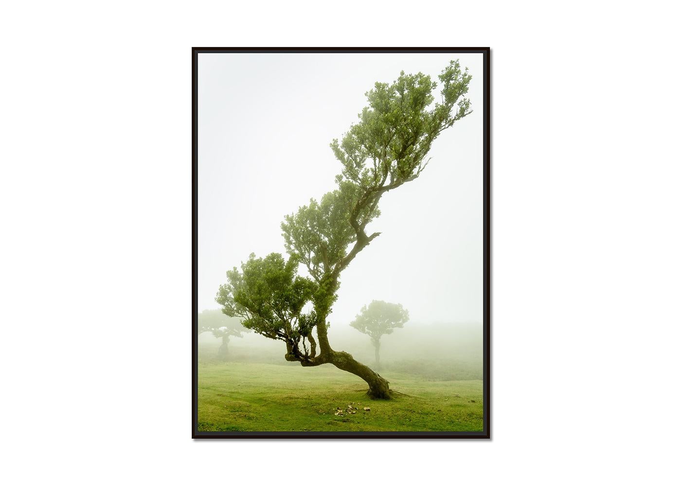 Albero di alloro curvo, fotografia a colori di grande formato, paesaggio in edizione limitata - Photograph di Gerald Berghammer