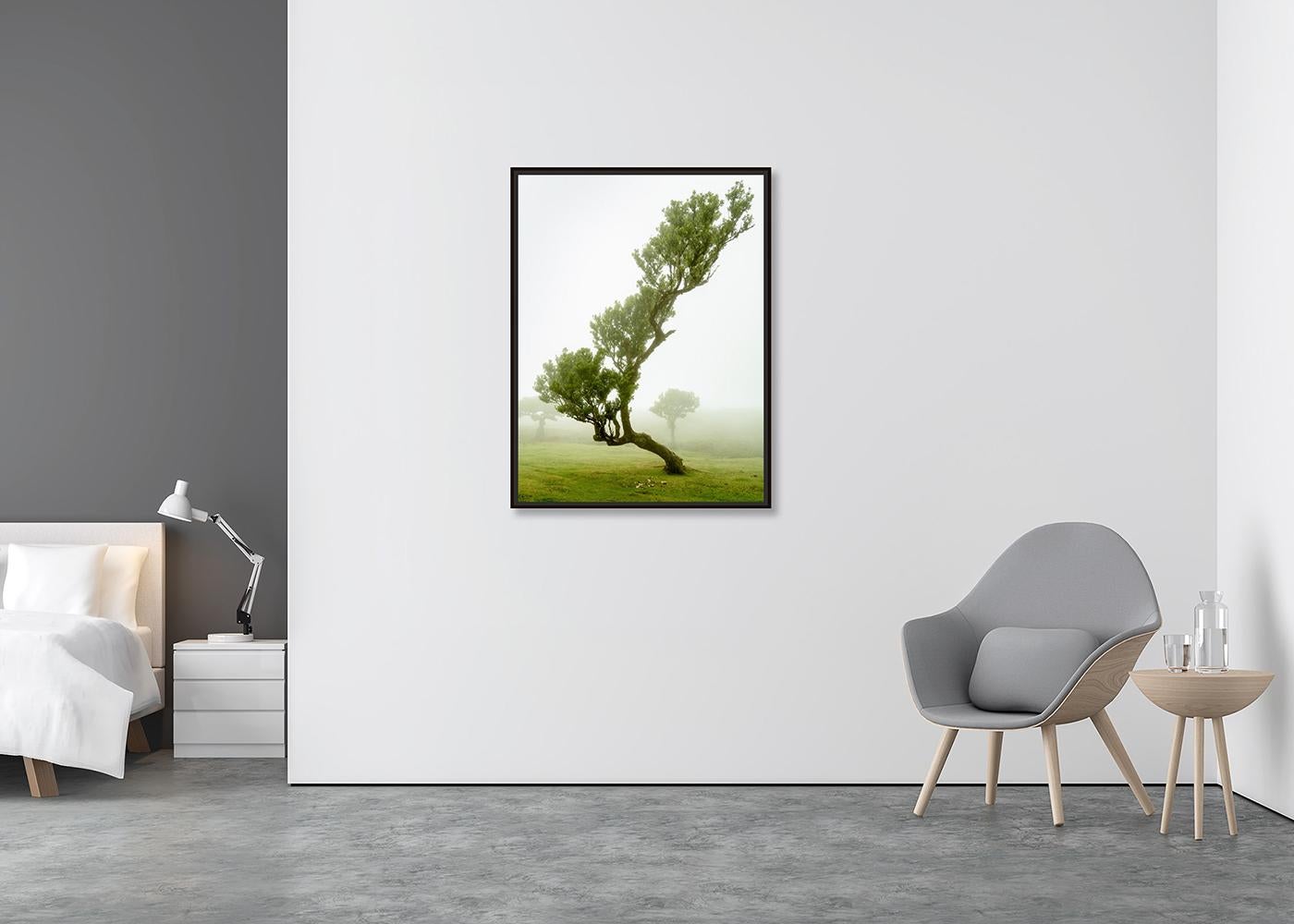 Albero di alloro curvo, fotografia a colori di grande formato, paesaggio in edizione limitata - Photograph Contemporaneo di Gerald Berghammer