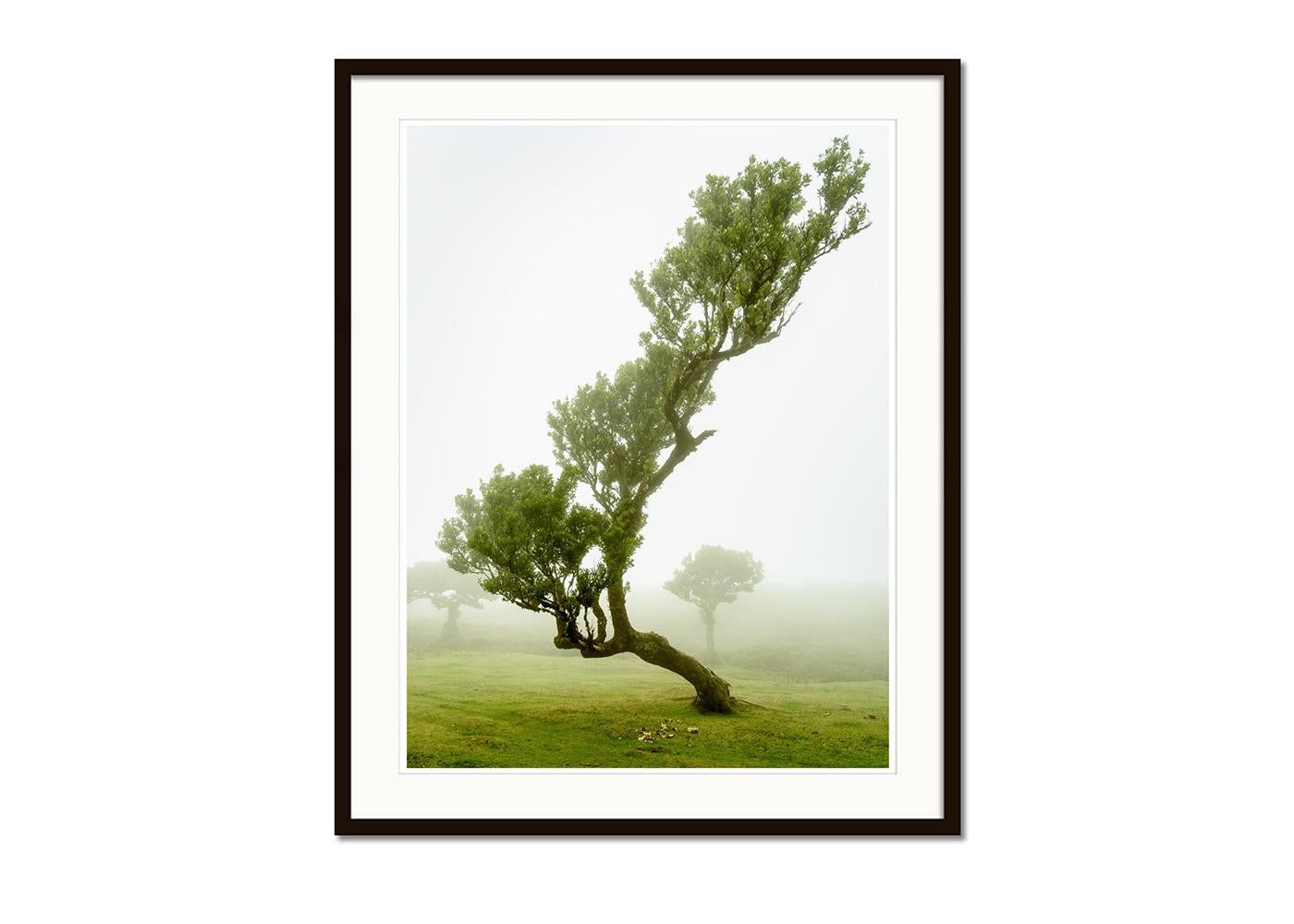 Albero di alloro curvo, fotografia a colori di grande formato, paesaggio in edizione limitata - Landscape Photograph Beige di Gerald Berghammer