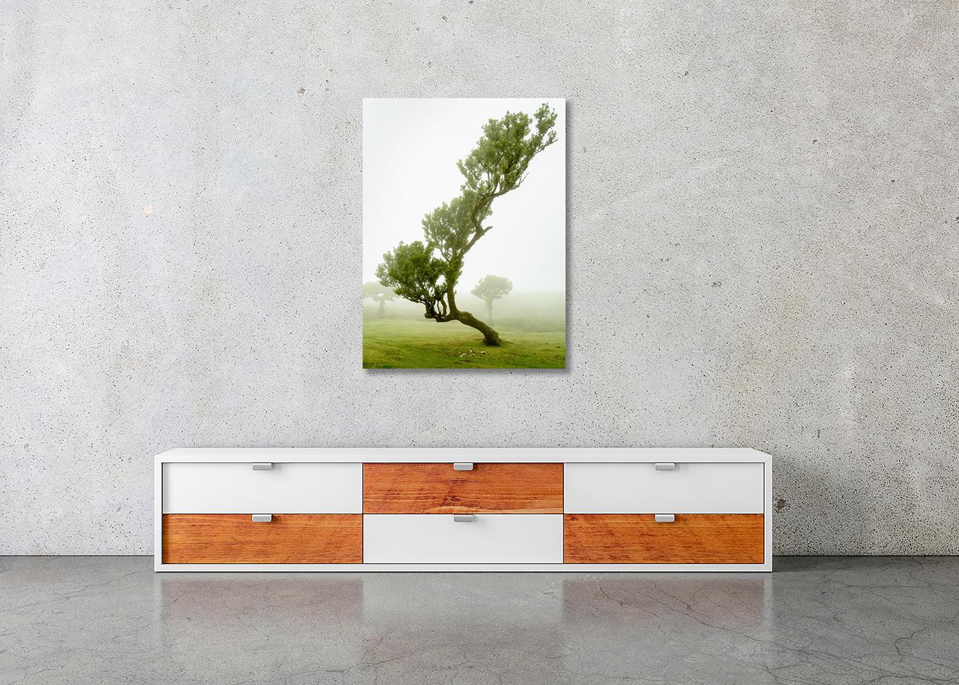 Albero di alloro curvo, fotografia a colori di grande formato, paesaggio in edizione limitata in vendita 2