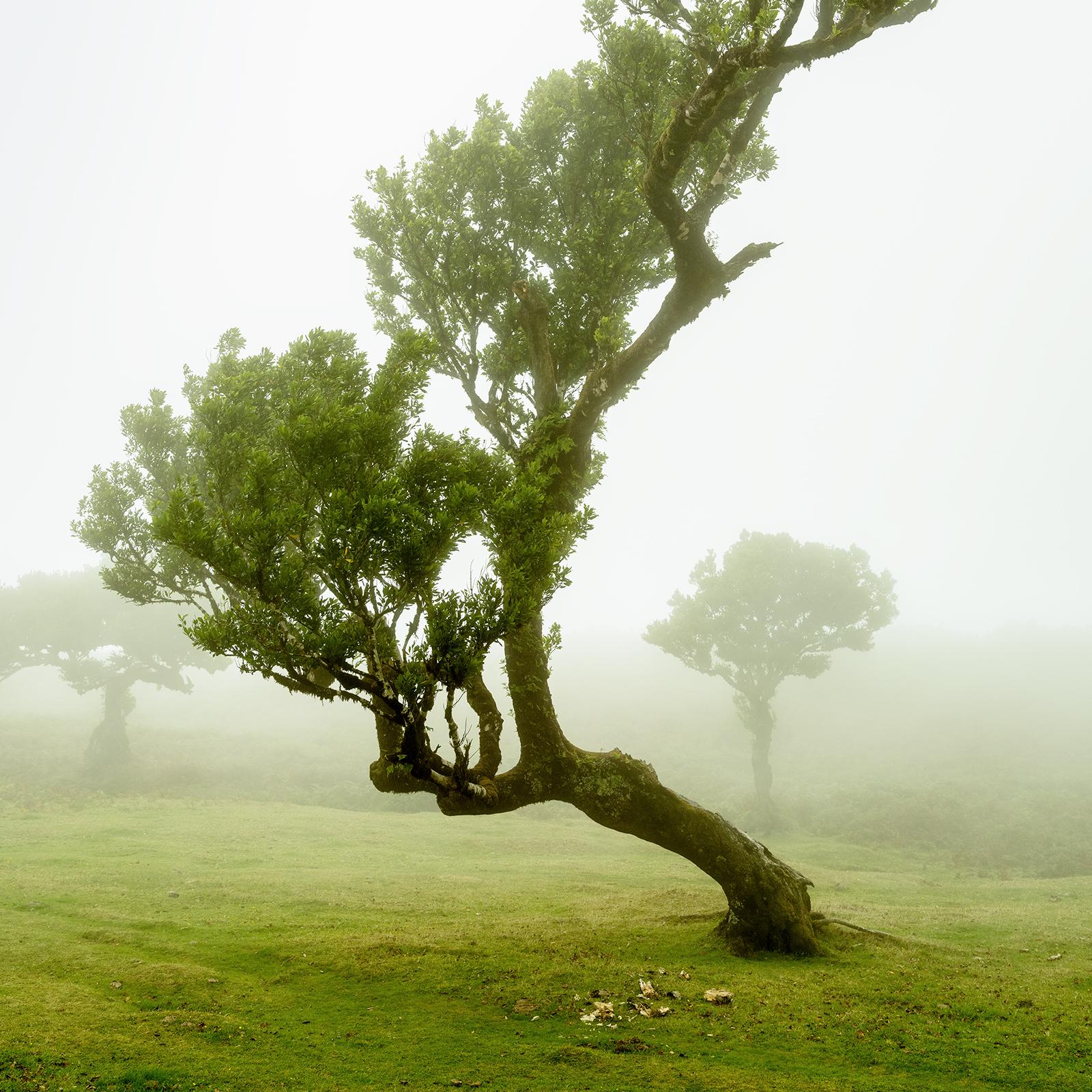 Albero di alloro curvo, fotografia a colori di grande formato, paesaggio in edizione limitata in vendita 3