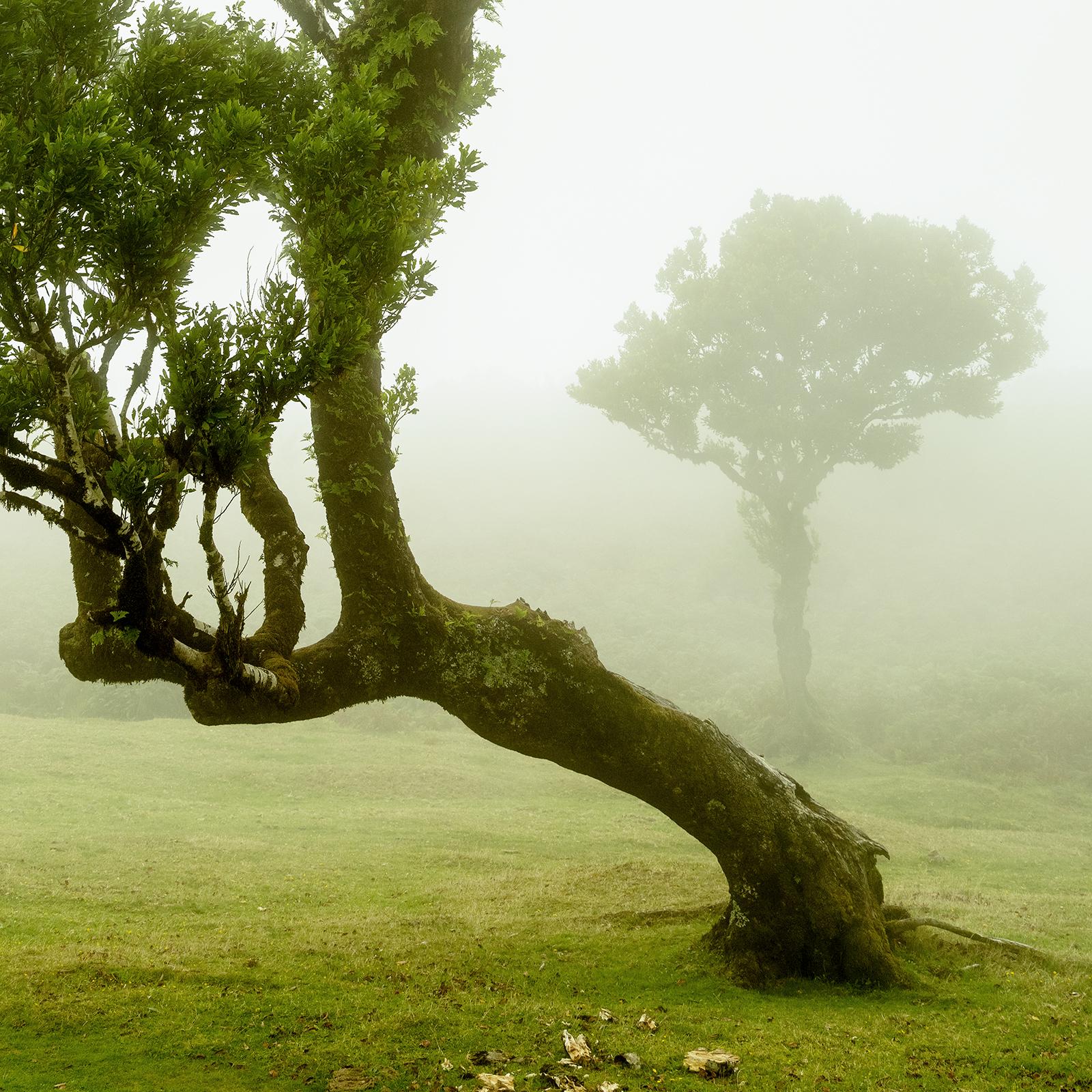 Albero di alloro curvo, fotografia a colori di grande formato, paesaggio in edizione limitata in vendita 4