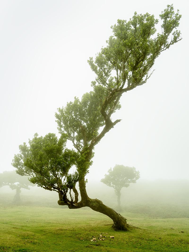 Landscape Photograph di Gerald Berghammer - Albero di alloro curvo, fotografia a colori di grande formato, paesaggio in edizione limitata