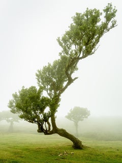 Albero di alloro curvo, fotografia a colori di grande formato, paesaggio in edizione limitata