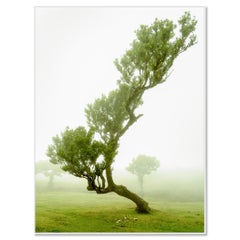 Gnarled Laurel Tree in Fog — Fanal, Madeira Contemporary Landscape Photograph