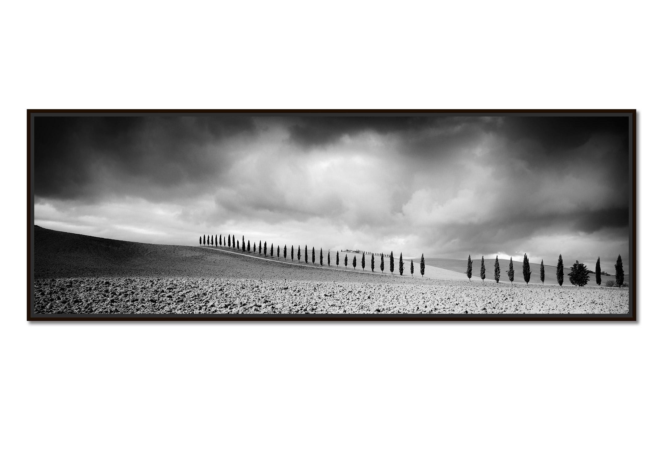 Cypress Tree Avenue, Panorama, Tuscany, black and white photography, landscape - Photograph by Gerald Berghammer