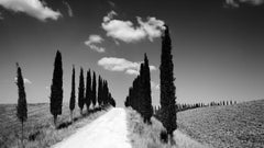 Panorama de l'avenue des cyprès, Toscane, photographie noir et blanc, paysage