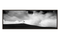 Cypress Hill Panorama, single Tree, black and white photography, landscape