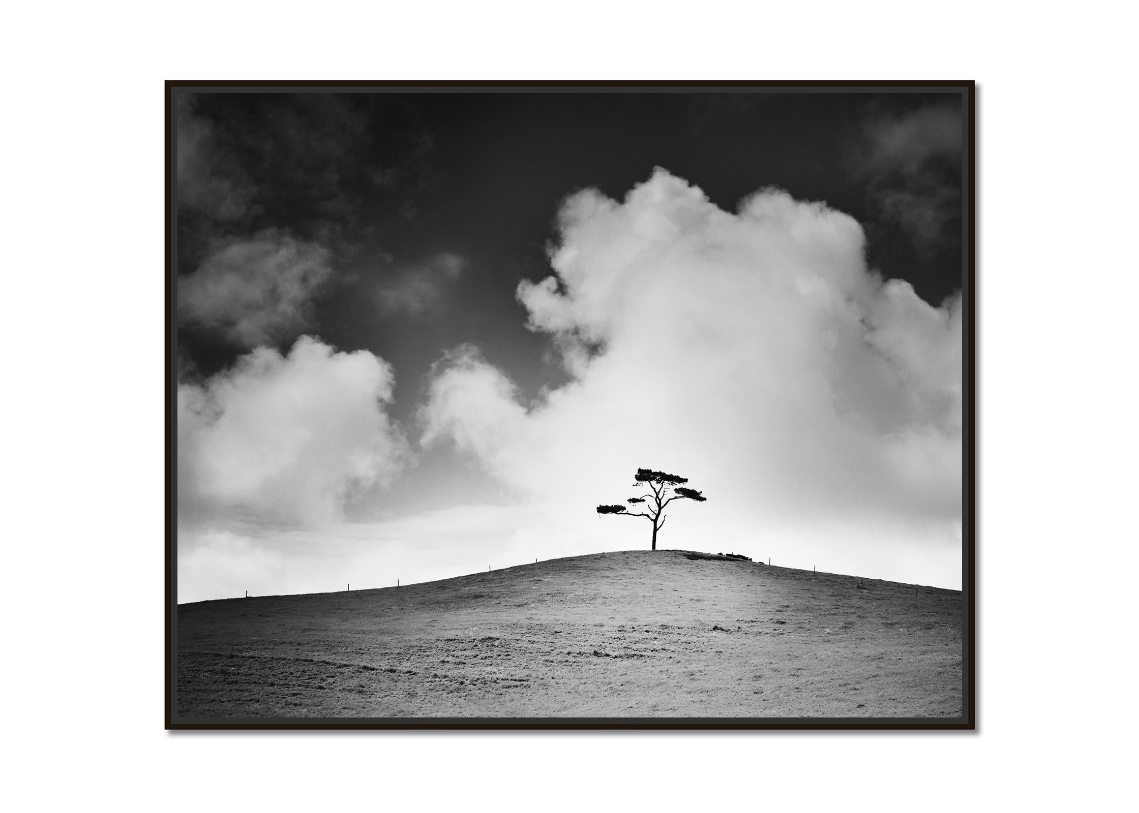Cypress Hill, single tree, field, Ireland, black and white fine landscape print - Photograph by Gerald Berghammer