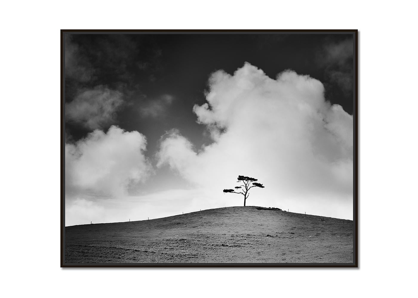 Cypress Hill, árbol único, Irlanda, fotografía en blanco y negro, edición limitada - Photograph de Gerald Berghammer