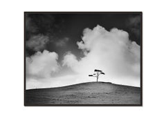 Cypress Hill, single Tree, Ireland, black and white photograph, limited edition