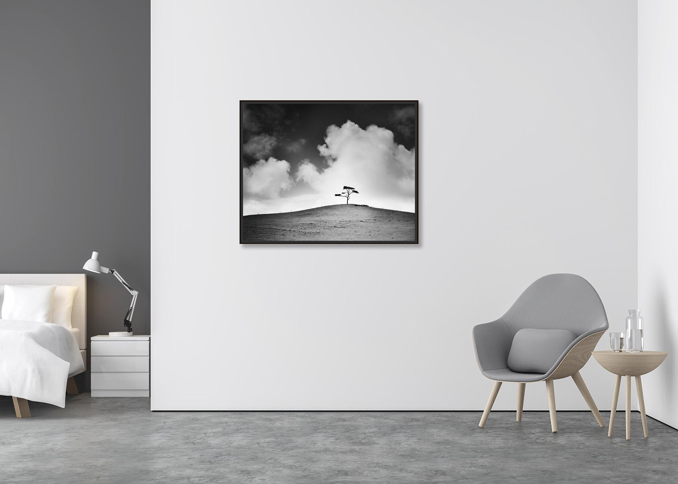 Cypress Hill, single tree, field, Ireland, black and white fine landscape print - Contemporary Photograph by Gerald Berghammer