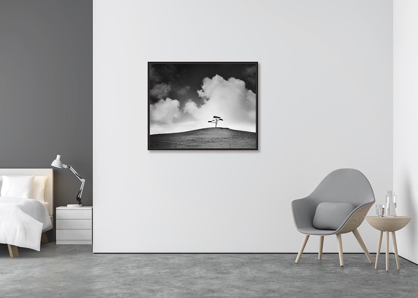 Cypress Hill, árbol único, Irlanda, fotografía en blanco y negro, edición limitada - Photograph Contemporáneo de Gerald Berghammer