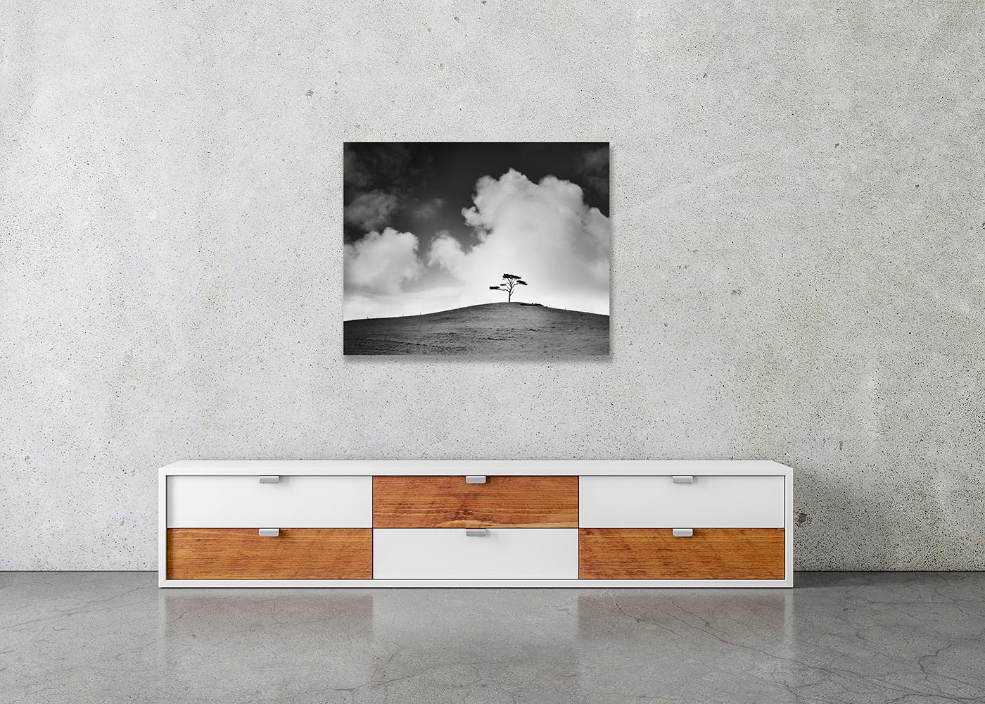 Cypress Hill, árbol único, Irlanda, fotografía en blanco y negro, edición limitada en venta 1