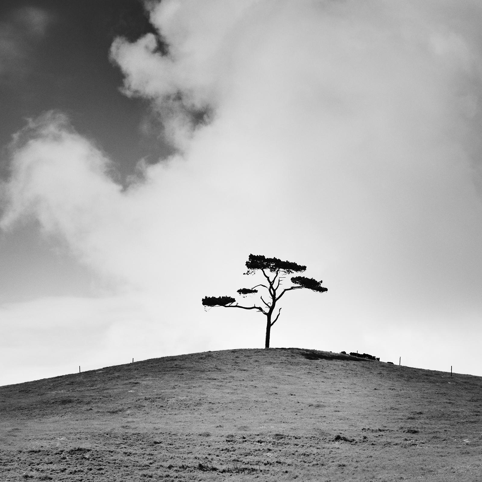 Cypress Hill, árbol único, Irlanda, fotografía en blanco y negro, edición limitada en venta 3