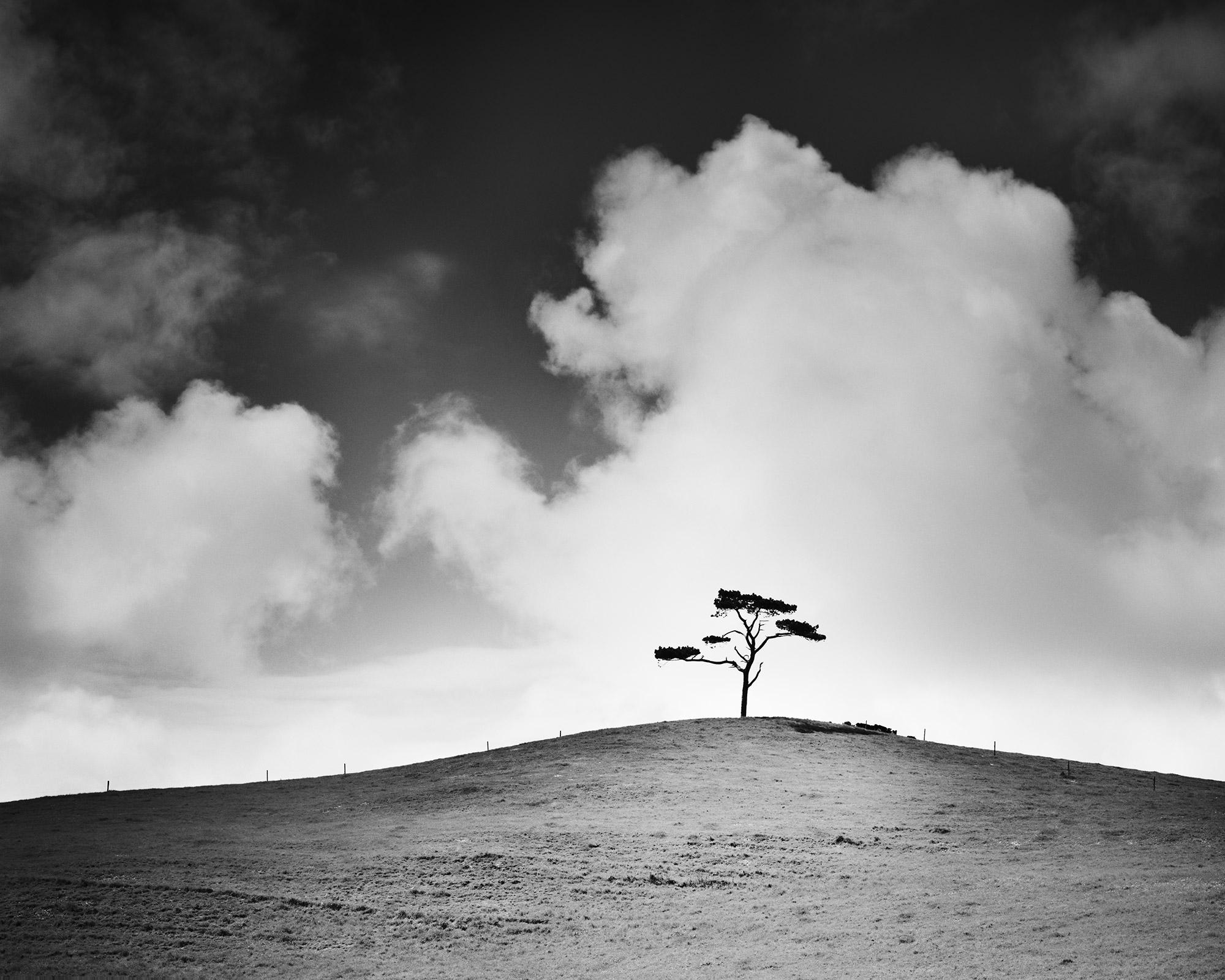 Black and White Photograph Gerald Berghammer - Cypress Hill, arbre unique, champ, Irlande, impression de paysage en noir et blanc