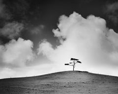 Cypress Hill, árbol único, Irlanda, fotografía en blanco y negro, edición limitada