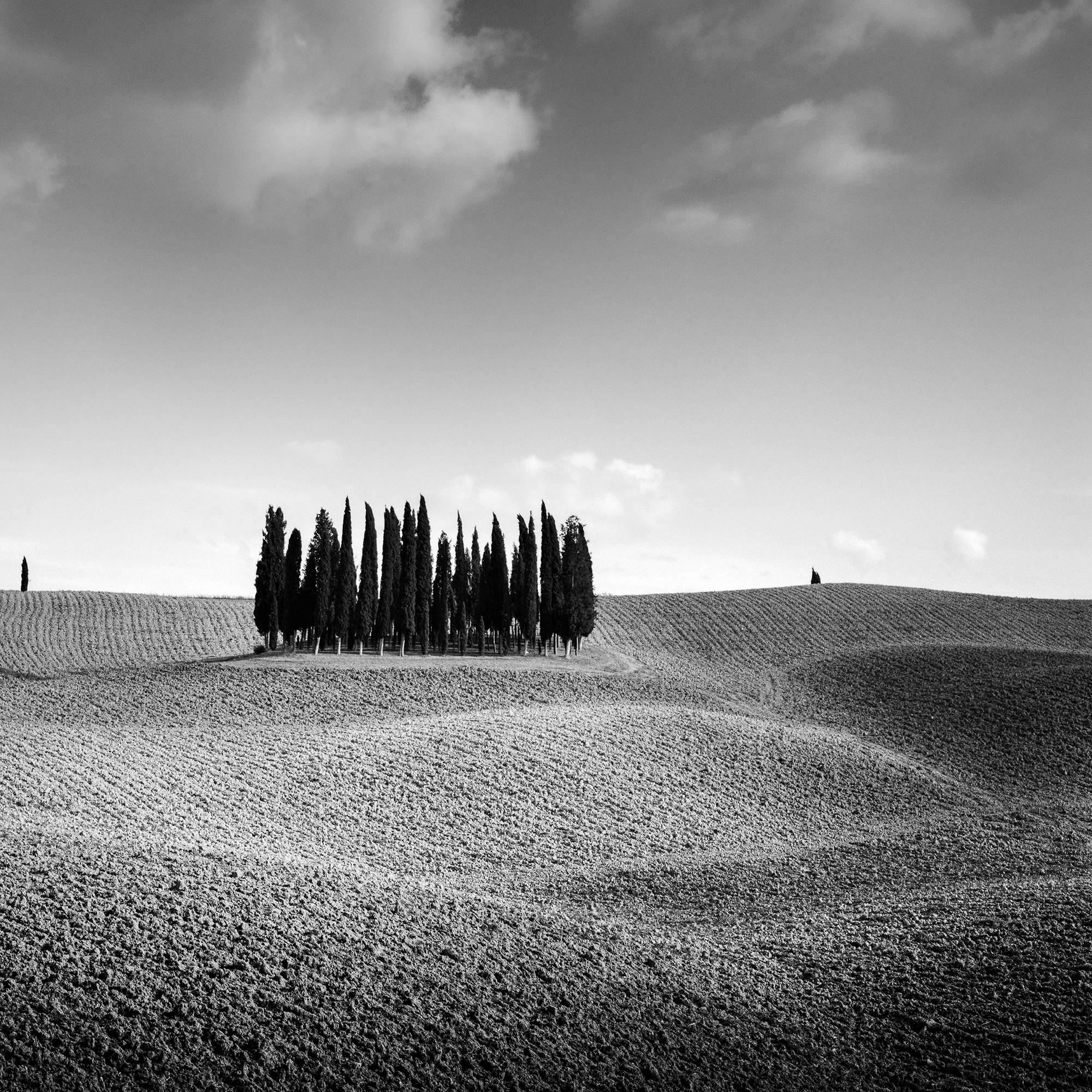 Colina del Ciprés, Árbol, Toscana, fotografía artística en blanco y negro, paisaje en venta 6