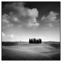 Cipresso, Albero, Toscana, fotografia d'autore in bianco e nero, paesaggio