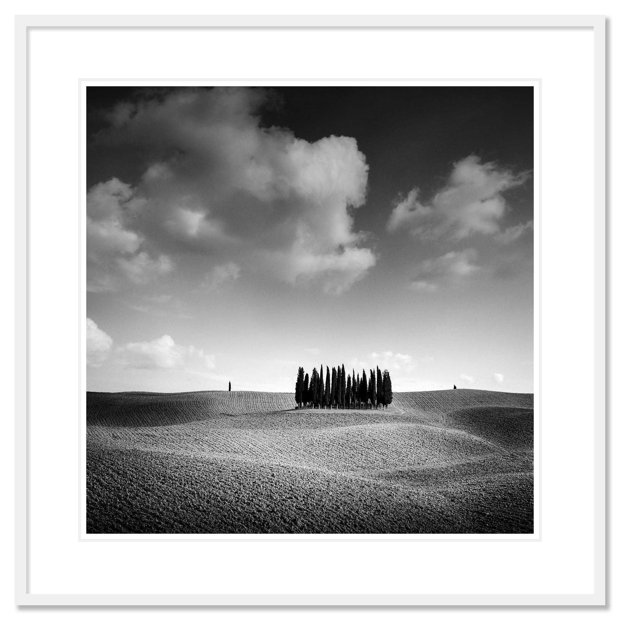 Colina del Ciprés, Árbol, Toscana, fotografía artística en blanco y negro, paisaje en venta 1