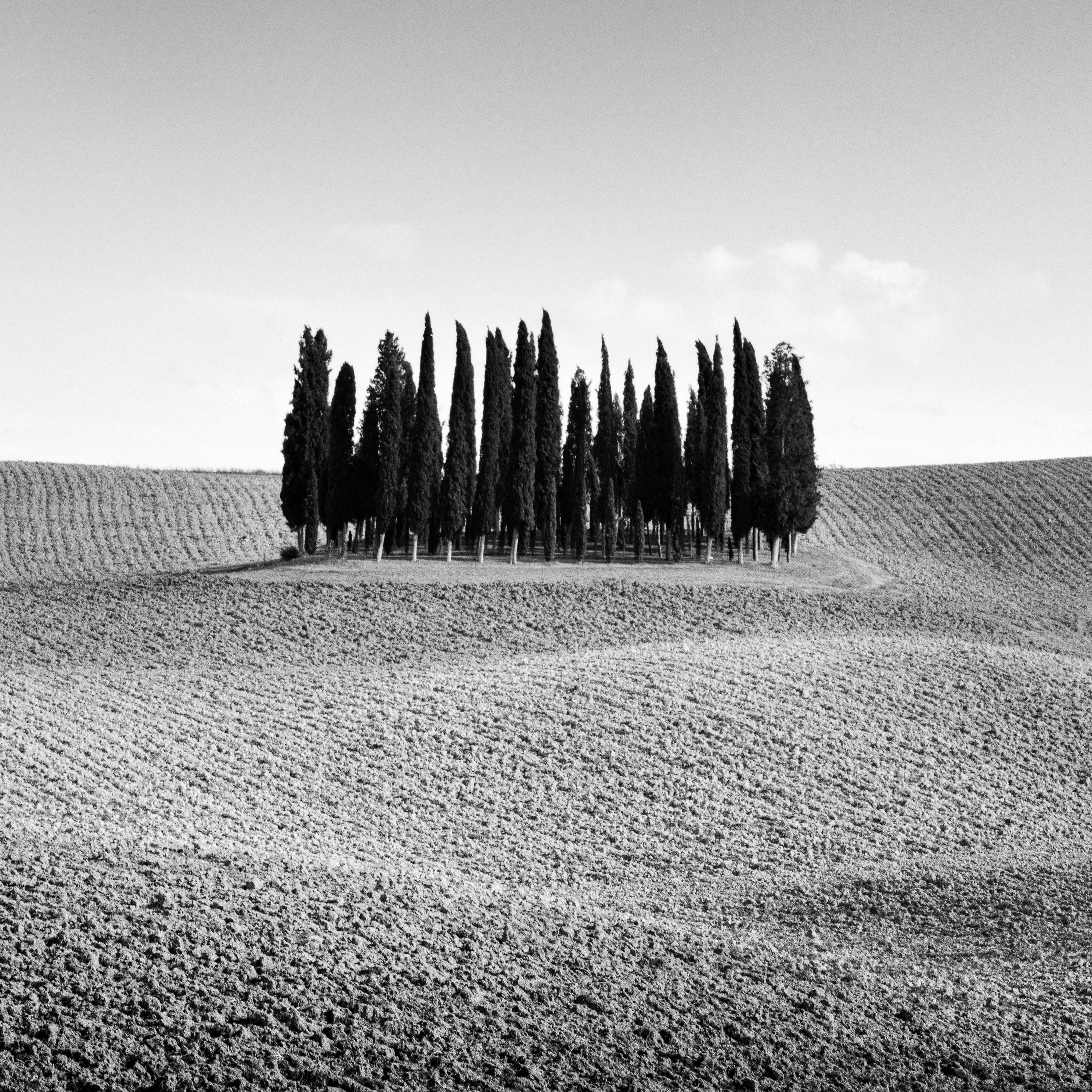   Cypress Hill, Tree, Tuscany, black and white fine art photography, landscape For Sale 5