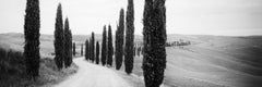 Cypress Path Panorama Tuscany black white fine art landscape photography